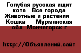 Голубая русская ищит кота - Все города Животные и растения » Кошки   . Мурманская обл.,Мончегорск г.